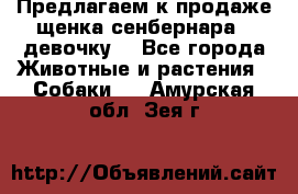 Предлагаем к продаже щенка сенбернара - девочку. - Все города Животные и растения » Собаки   . Амурская обл.,Зея г.